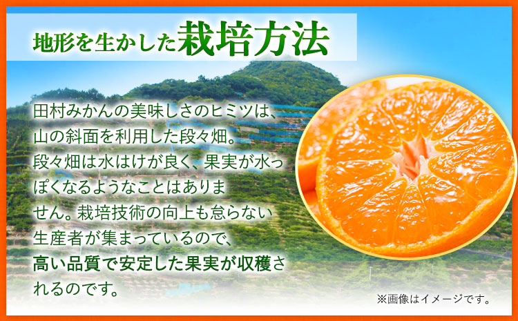 【先行予約】田村みかん 秀品 5kg(サイズおまかせ)とち亀物産 紀伊国屋文左衛門本舗《2024年11月下旬-1月中旬頃出荷予定》和歌山県 日高町 田村みかん 有田みかん みかん 果物 フルーツ ブラ