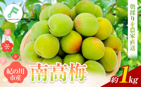 梅 紀州南高梅 1kg FARMER'S FARMER《6月上旬-7月中旬頃出荷》和歌山県 紀の川市 うめ 南高梅 青梅 紀の川市産
