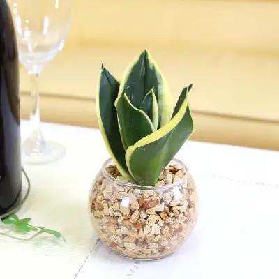 【観葉植物】土を使わないで清潔なミニ観葉植物 ゼオライト植え・ガラス鉢 丸形 2鉢セット（サンスベリア）【観葉植物 インテリア 部屋 おしゃれ 福岡県 筑前町 送料無料 AG048VC02】