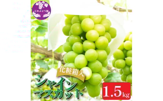 【先行予約】 シャインマスカット 約1.5kg ＜出荷時期：2025年8月上旬～9月下旬頃＞ ぶどう 葡萄 マスカット フルーツ 果物 ゼリー ジュース アイス デザート スイーツ ケーキ グルメ 人気 贈答 プレゼント おすすめ 甘い 送料無料 三木ぶどう園 徳島県 阿波市