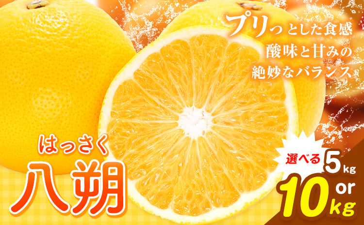 
            八朔 10kg（3L～L）or 5kg（3L～L）JAわかやま 紀の里地域本部《1月上旬-4月中旬頃に出荷予定(土日祝除く)》和歌山県 岩出市 産地直送 みかん 八朔 柑橘 果物 フルーツ ビタミンC たっぷり
          