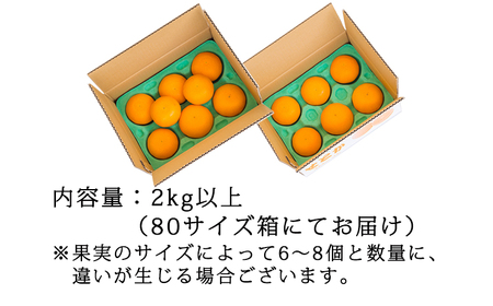 【限定100セット】柑橘の“大トロ” 高原町産柑橘「せとか」 約2kg（6～8玉） [高原せとか 柑橘 みかん 蜜柑 大トロ 贈答 手選別]　特番746