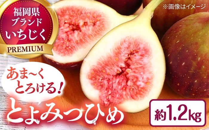 
                  福岡県オリジナル品種　高糖度プレミアムいちじく　とよみつひめ約1.2kg／2026年9月～10月頃より発送予定 ▼フルーツ先行予約 桂川町/一般社団法人地域商社ふるさぽ[ADCF015]
                