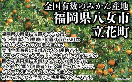 【先行受付：2024年11月発送開始】みかん「早生」約１０ｋｇ｜＜配送不可：北海道・沖縄・離島＞　072-111