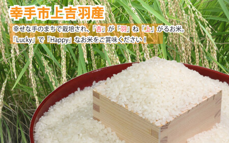 【令和7年産米】食味Aランク継続中の銘柄 彩のきずな 精米10kg【定期便3ヶ月】全3回お届け - お米 白米 ごはん 銘柄 減農薬