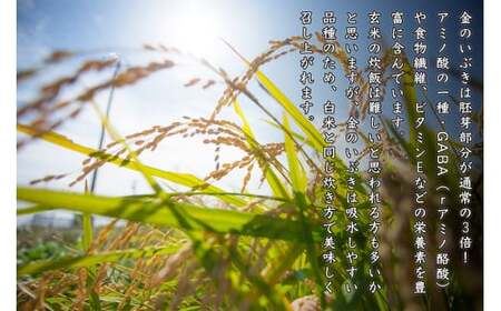 【新米予約】令和6年産 玄米 宮城県産 ヨシ腐葉土米 金のいぶき 2.7kg(900g×3) 真空パック 小分け 宮城県 石巻市