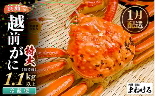 【先行予約】≪浜茹で≫ 天然 越前がに 特大 (茹で前1.1～1.3kg) × 1杯 【2026年1月上旬以降順次発送予定】冷蔵ですので、届いてすぐお召し上がりいただけます！ タグ付 福井を代表する冬の味覚！【越前ガニ 越前蟹 かに ずわい ズワイ 福井】[m17-x003_01]