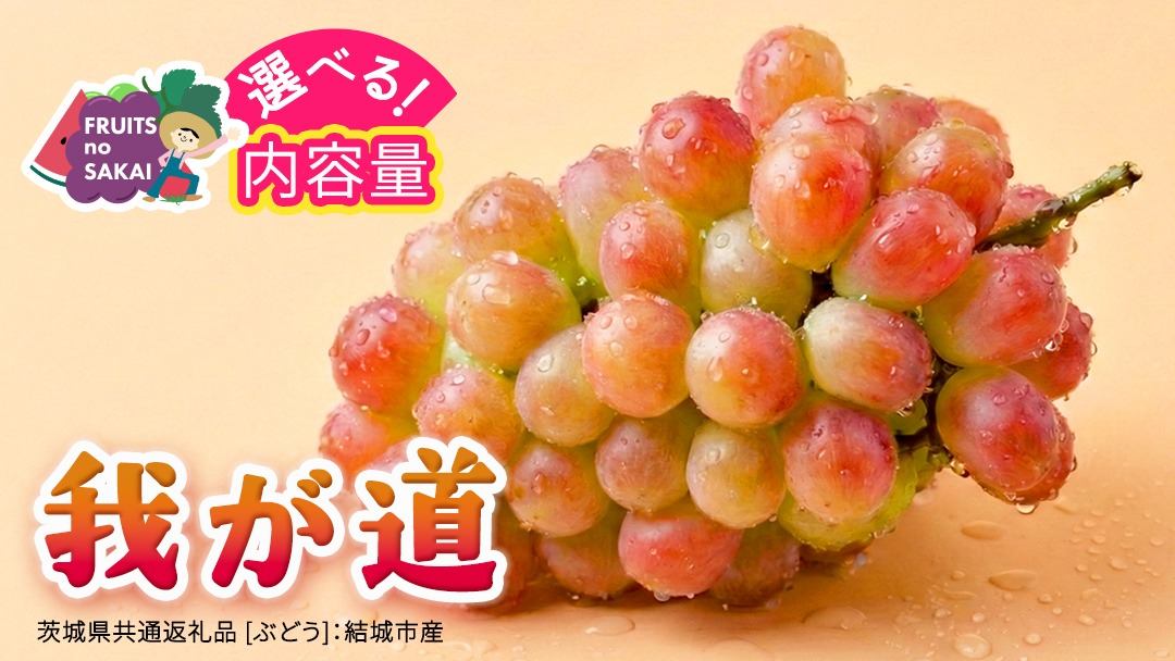 ＼選べる内容量／ 我が道 約1.3kg ～ 5kg  (約2～12房)【2026年8月より発送開始】（茨城県共通返礼品 [ぶどう]：結城市産） ぶどう ブドウ 葡萄 我が道 黒ぶどう 皮ごと 高級 国産 ふるさと納税