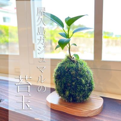 ふるさと納税 屋久島町 ガジュマルの苔玉