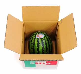 スイカ (中玉) 紅まくら1玉｜青森産 産直 2025年産 令和7年 夏 すいか 西瓜 果物 フルーツ 旬 特産 藤農園 農福連携 先行受付 [0618]