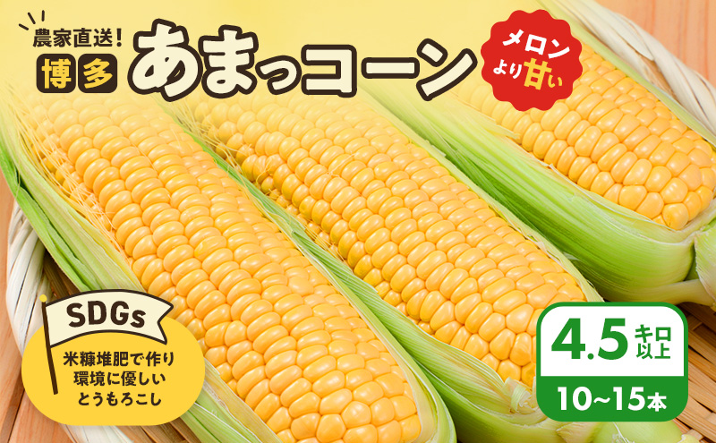 とうもろこし 農家直送！SDGs米糠堆肥で作った環境に優しいメロンより甘い 博多あまっコーン 4.5キロ以上 (10～15本) /酒見農産/トウモロコシ ※配送不可：離島