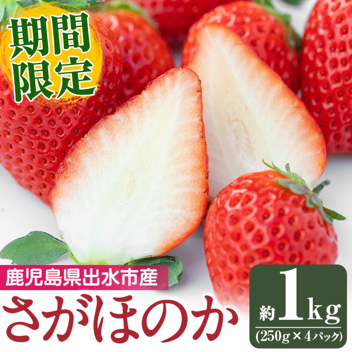 【ふるさと納税】＜2026年1月上旬から4月上旬の間に発送！＞いちご さがほのか(計約1kg・250g×4P) いちご 苺 イチゴ 果物 くだもの フルーツ 旬 さがほのか 鹿児島県産 高尾野産 九州産 【山ん神】