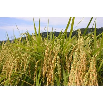 ふるさと納税 魚津市 コシヒカリ白米5kg富山県うおづ産 |  | 01