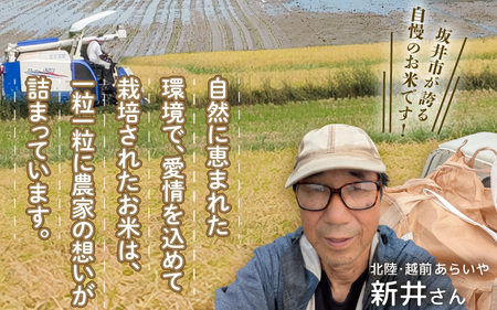 【令和7年産】定期便 ≪2ヶ月連続お届け≫ 坂井市産 ハナエチゼン 5kg × 2回 (計10kg) 【玄米】 米 コメ お米 華越前 [C-10204_02]
