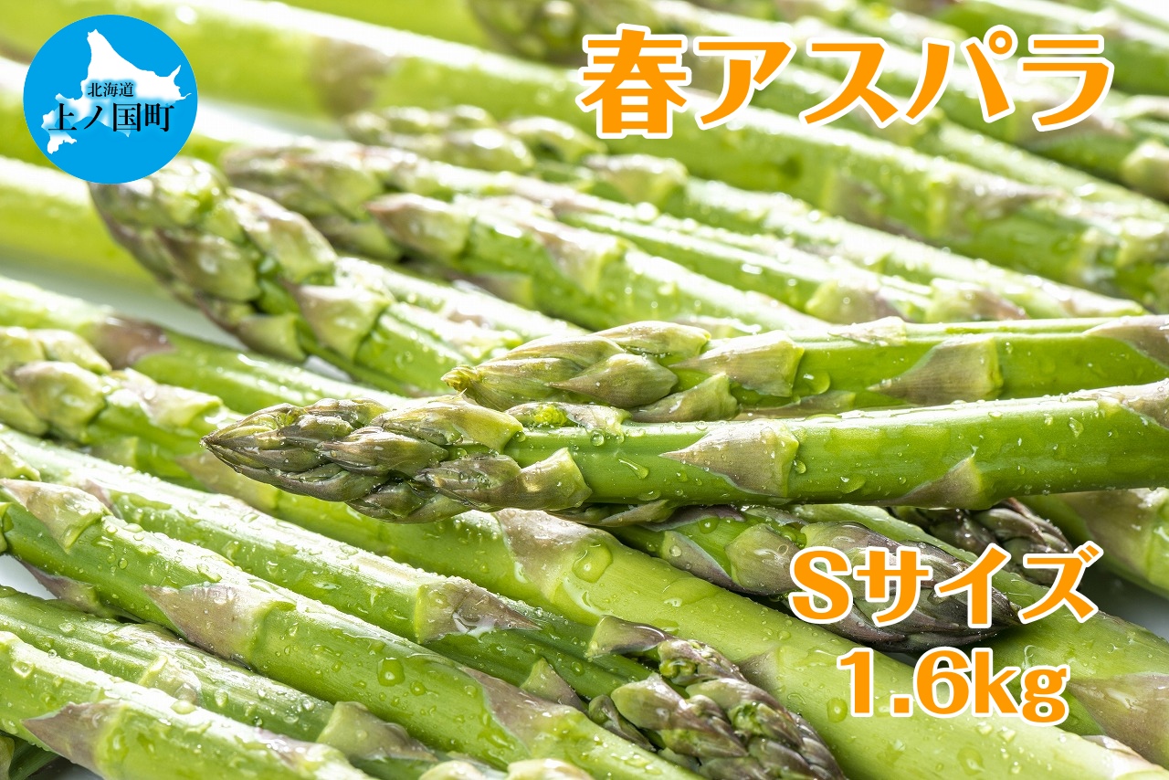 【2026年春発送】北海道上ノ国町 寅福菜園の春アスパラ　S（1.6kg）北海道産　朝採れ　農家町送　グリーンアスパラ　春野菜　アスパラ　甘い　特産品