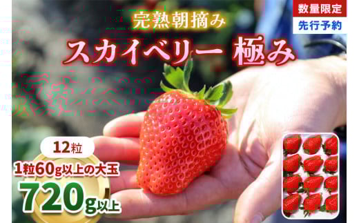 【先行予約】[数量限定] 完熟朝摘みスカイベリー 極み 12粒《1月初旬から2月初旬に順次発送》 澳原いちご農園 | いちご 苺 イチゴ フルーツ 果物 産地直送 栃木県産