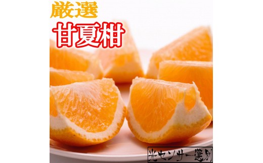 
            ［先行予約］厳選 甘夏柑10kg+250g（傷み補償分）［初夏のみかん・旬の果物］［有田産］［光センサー食べ頃出荷］［IKE73］
          