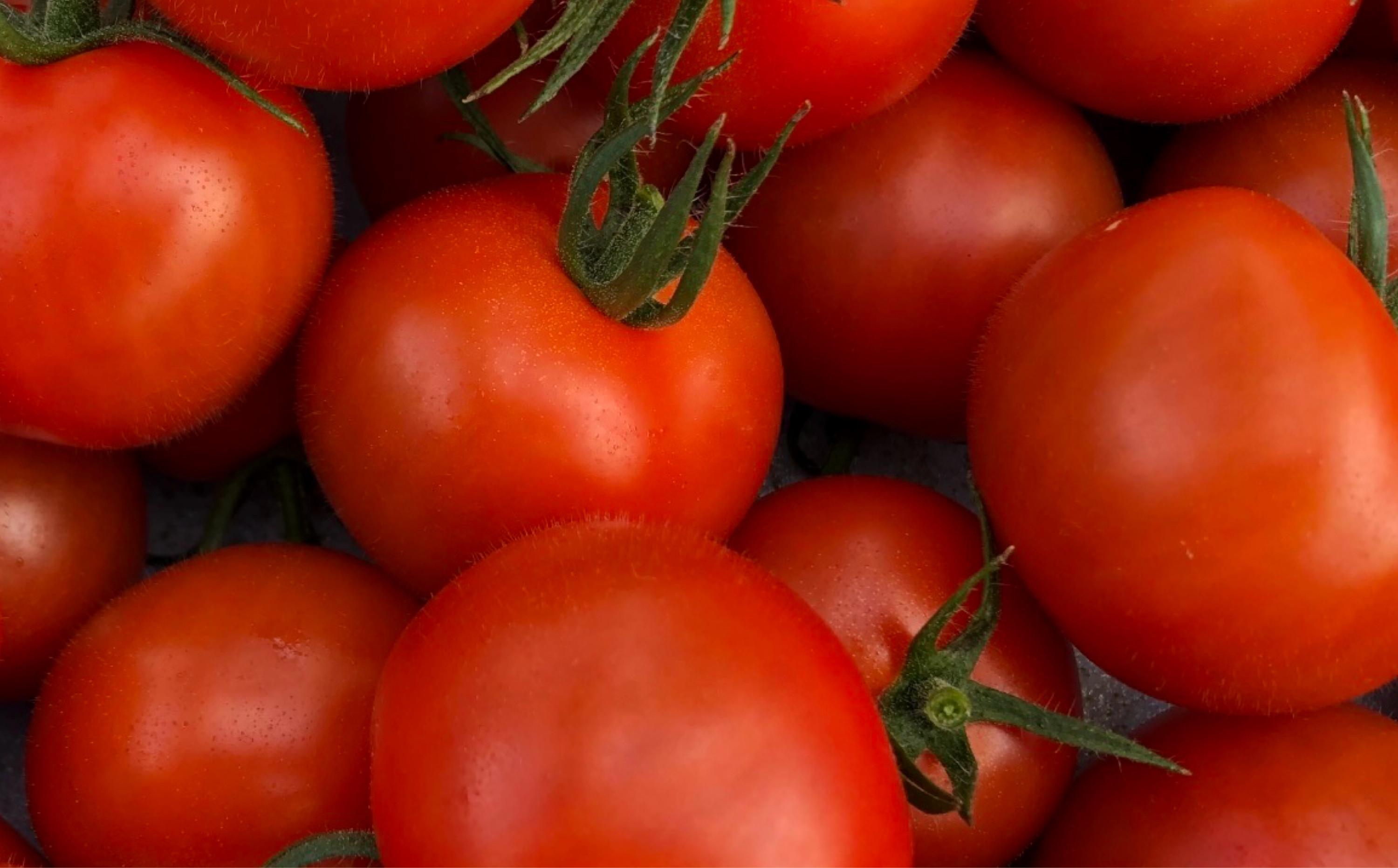 ＜先行予約＞鈴鹿山麓トマト「ハウス桃太郎」、「レッドオーレ」、「カラフルミニ」の3種詰め合わせ（合計4kg）