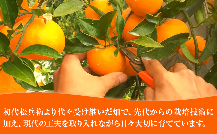 主井農園の季節のこだわりみのりセット 約5kg 主井農園《2月中旬-4月下旬頃出荷予定》 和歌山県 日高町 柑橘 みかん オレンジ せとか 清見オレンジ たまみ 不知火 デコポン 八朔 レモン 果物 