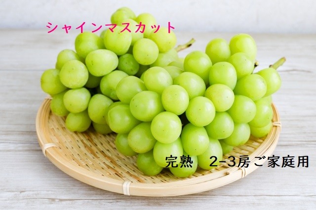 
                  U-14　シャインマスカット　２～３房　1kg～1.2kg
                
