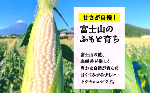 とうもろこし 白い恵味 ホワイト 400g以上×12本 高糖度 トウモロコシ スイートコーン 玉蜀黍 コーン 白 夏野菜 ジューシー 野菜 おやつ 甘い 旬 産地直送 送料無料 湖南野菜出荷組合 山梨