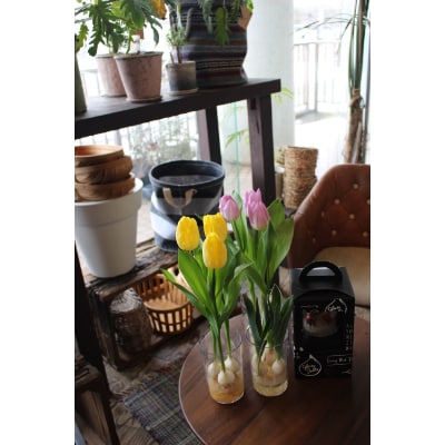 【12月発送】冬咲きチューリップ水耕栽培キット(チューリップ水耕栽培キット)【1257716】