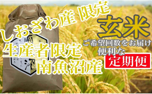 
            【令和7年産】【定期便10kg×3ヶ月】玄米 しおざわ産限定 生産者限定 南魚沼産コシヒカリ【2025年10月上旬より順次発送予定】
          