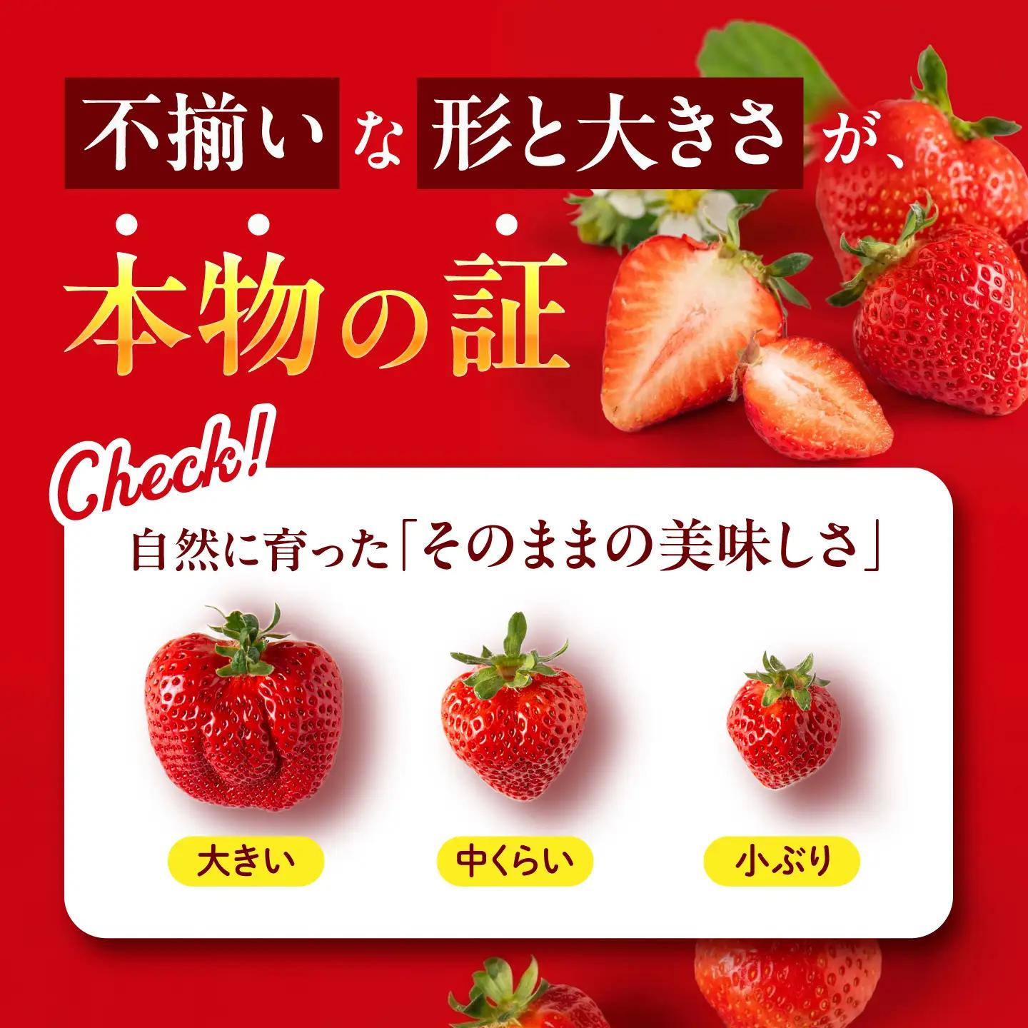 【月1回・全3回定期便】糸島 あまおう 270g×2パック  (A品B品含むL〜5L) 糸島市 / 磯本農園 / TANNAL [ATB009] いちご 苺 イチゴ ランキング 上位 人気 おすすめ 