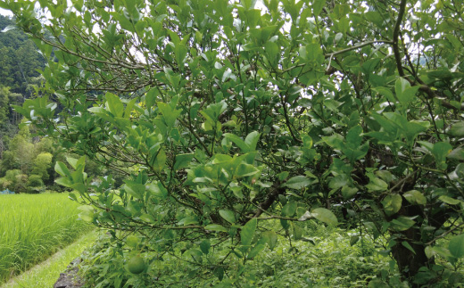 早期受付 期間限定 数量限定 しまんと流域　栽培期間中農薬・化学肥料不使用！さとやま文旦5kg（無選別） フルーツ 果物 文旦 柑橘 高知 四万十 しまんと 限定 予約 先行 【2026年2月下旬～3