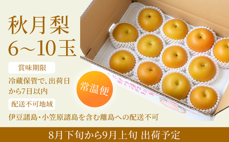 【先行予約】春光園 秋月梨 6玉から10玉 2025年8月下旬から9月上旬 出荷予定