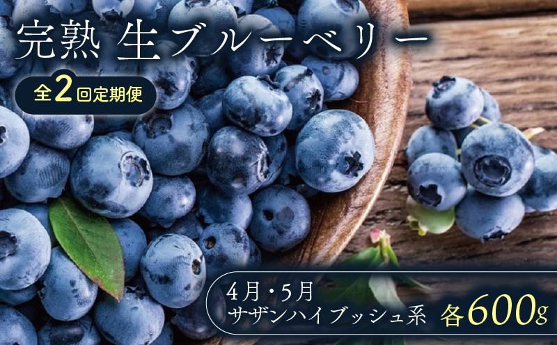 
                  【全2回定期便】【先行予約】完熟生ブルーベリー （サザンハイブッシュ系）各600g（100ｇ×6パック） | 2027年発送 定期便 早期予約 農家直送 ブルーベリー 生 フルーツ 果物 厳選 人気 デザート ギフト プレゼント 贈り物 くだもの 旬 甘い 先行予約 産地直送 小分け 冷蔵 期間限定 季節限定 おすすめ 高知県 南国市
                