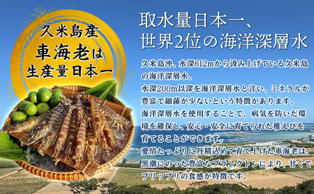 【久米島漁協】活〆冷凍車海老　生食用1kg