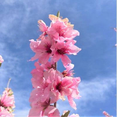 桃 『白鳳系』 約2kg 5～8玉 朝もぎ直送! 選び抜かれた桃【配送不可地域：離島】