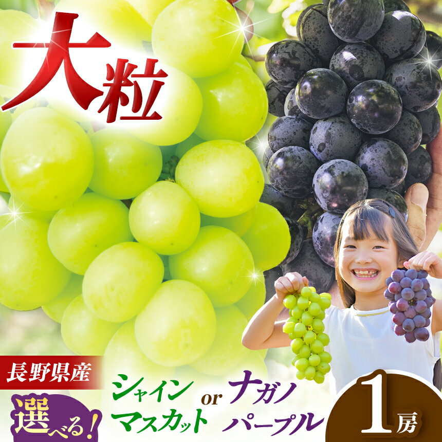 【ふるさと納税】 【先行予約】選べる品種！ナガノパープル or シャインマスカット | 果物 くだもの フルーツ 葡萄 ぶどう ブドウ シャインマスカット 希少 ナガノパープル 長野県 塩尻市