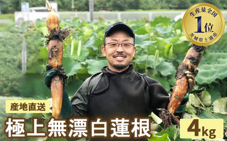 【先行受付】野口れんこん 茨城県産 極上無漂白蓮根4kg | 蓮根  レンコン ハス 根菜 シャキシャキ 甘い 産地直送 産直　※離島への配送不可　※2024年7月中旬頃より順次発送予定 やさい 野菜 煮物 