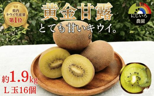 【先行予約】キウイ 黄金甘露 約1.9kg 山口県 阿武町産 希少品種 早生 とろける甘さ 数量限定《2026年9月中旬～10月中旬発送》