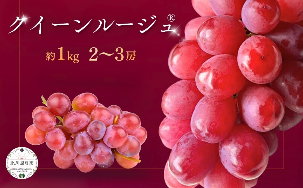 
                  【2026年先行予約】種なしぶどう クイーンルージュ®(長野県オリジナル品種) 約1kg (2 ~ 3房)   | 葡萄 グレープ 果物 フルーツ 1kg 信州ぶどう 信州葡萄 産地直送 種無し 皮ごと食べれる 赤ぶどう お取り寄せ 信州 長野 千曲市
                