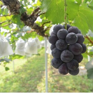 【きよとうファーム】【お試し便】ピオーネ1房/500g~(岡山県産)【配送不可地域：離島】【1535978】
