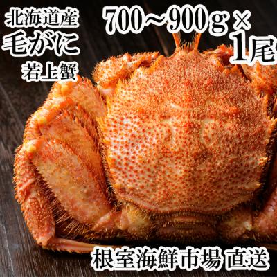ふるさと納税 根室市 根室海鮮市場<直送>ボイル毛がに700〜900g×1尾(若上蟹) B-28130