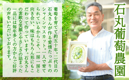 【先行予約】シャインマスカット 岡山 約2kg 食べ切りセット 《2026年9月上旬頃より出荷》 数量限定 シャイン マスカット 岡山県産 果物 フルーツ 旬 葡萄