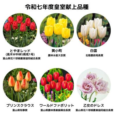 ふるさと納税 砺波市 チューリップ球根 皇室献上品種セット |  | 01