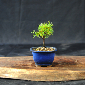 赤石の泉 赤石五葉松（鉢植え） F-154