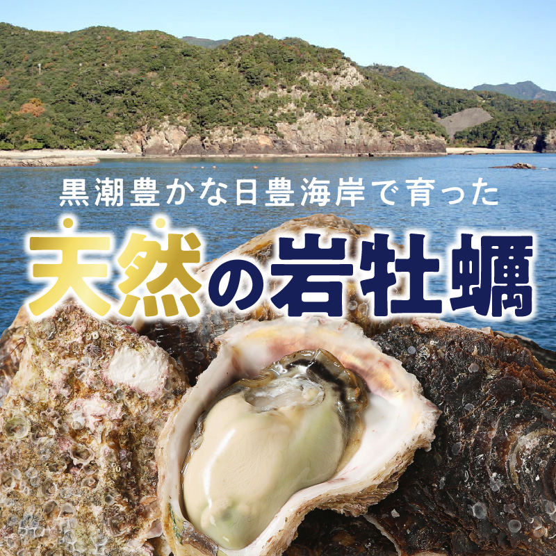 延岡産天然岩牡蠣（生食用）10kg（大）2026年4月15日から発送開始 N036-YZD027