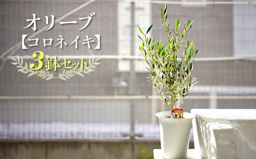 【3鉢セット】オリーブの木 品種：コロネイキ 6号鉢 シンボルツリー ※離島への配送不可 | 観葉植物 3本 植物 グリーン オリーブの木 コロネイキ 室内 苗 鉢植え シンボルツリー ギフト 贈答 贈り物 プレゼント お中元 お歳暮 直送 農家直送 茨城県 古河市 送料無料 _FC12
