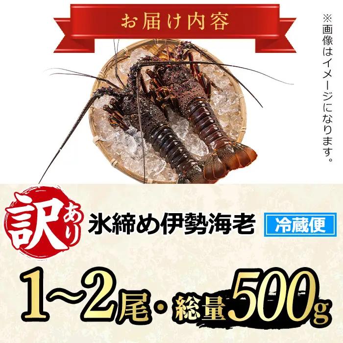 【0173208a】＜訳あり＞朝獲れ発送！鮮魚問屋が厳選した氷締め伊勢海老(1～2尾・総量500g以上) 伊勢エビ 伊勢えび 刺身 さしみ えび 海老 魚介類 海鮮 刺身 塩焼き 訳あり 訳アリ 【江