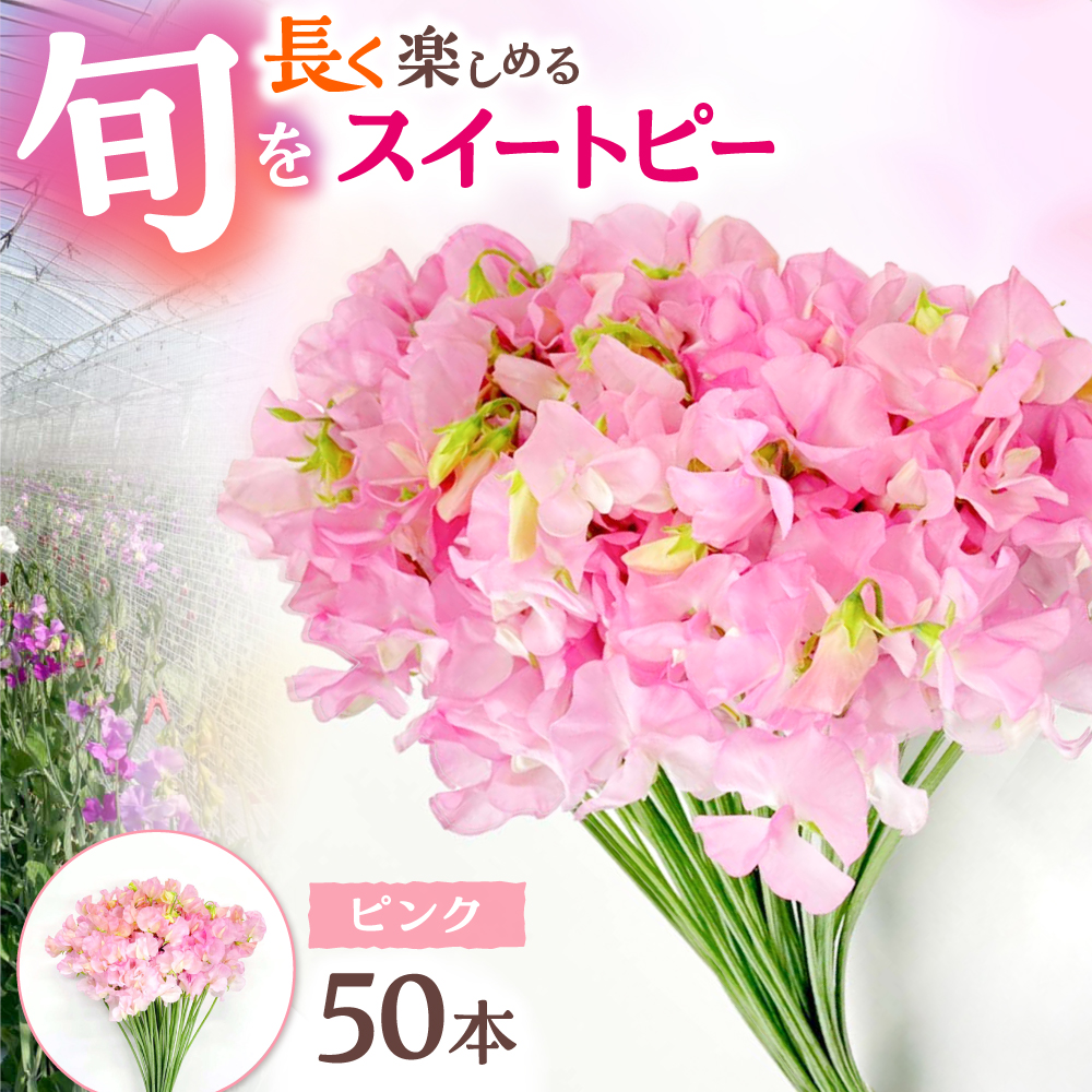 【2026年1月以降発送】【生産農家直送！】スイートピー 花束 50本（ピンク）【木下農園】 [IBW002]