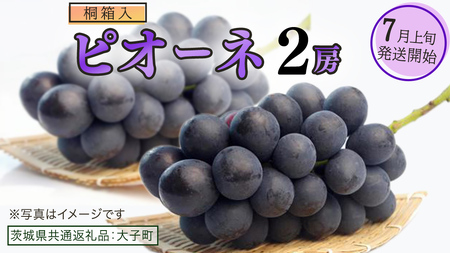 【桐箱入り】 ピオーネ ２房 【2025年7月上旬発送開始】(茨城県共通返礼品：大子町) ブドウ ぶどう 葡萄 ピオーネ 果物 フルーツ 果実 贈答用 贈り物 ギフト プレゼント