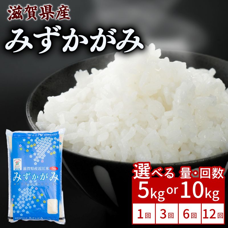 【ふるさと納税】 みずかがみ 5kg / 10kg 単品 / 定期便 令和7年産 米 精米 こめ コメ お米 ご飯 5キロ 10キロ 令和7年 令和7年 3ヶ月定期便 6か月定期便 12ヶ月定期便 ふるさと納税米 ふるさと納税米定期便 滋賀 彦根