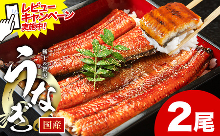 レビューキャンペーン実施中！ うなぎ 鰻 ご家庭用  2尾 (サイズ不選別：1尾当たり140g-180g) 福岡県産 鰻の蒲焼き 数量限定 株式会社HOMIE 国産《11月上旬-11月末頃出荷》