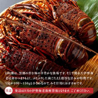 【訳あり】冷凍伊勢海老（小）500g　(3～5尾)【 魚介類 えび 伊勢えび イセエビ】[C01705]